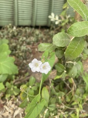 Ipomoea coptica
