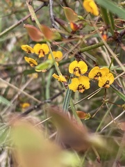 Daviesia wyattiana