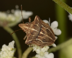 Ancyrosoma leucogrammes