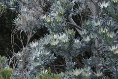 Leucadendron argenteum