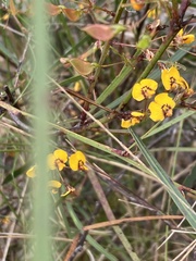 Daviesia wyattiana