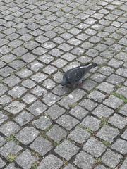 Columba livia domestica