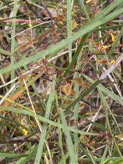 Daviesia wyattiana