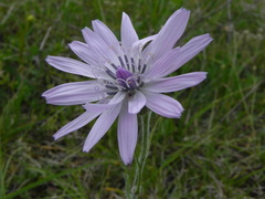 Scorzonera purpurea