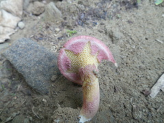 Suillus asiaticus