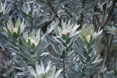 Leucadendron argenteum