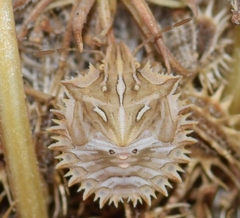 Ancyrosoma leucogrammes