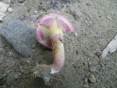 Suillus asiaticus