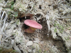 Suillus asiaticus