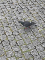 Columba livia domestica