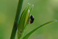 Capsus
