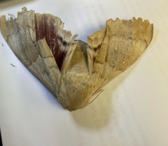 Pachysphinx occidentalis