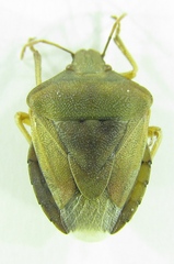 Antheminia pusio