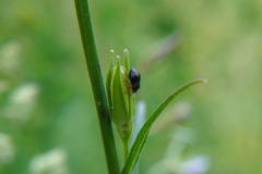 Capsus