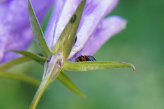 Capsus