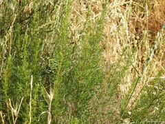 Hordeum murinum leporinum