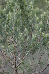 Aspalathus macrantha