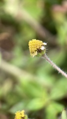 Jaegeria gracilis