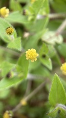 Jaegeria gracilis