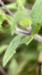 Jaegeria gracilis