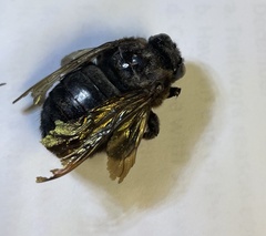 Xylocopa sonorina