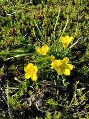 Moraea fugacissima