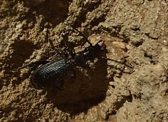 Anthiinae