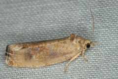 Pseudosciaphila duplex