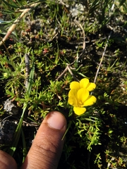 Moraea fugacissima