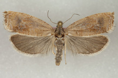 Pseudosciaphila duplex