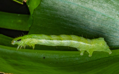 Thysanoplusia orichalcea