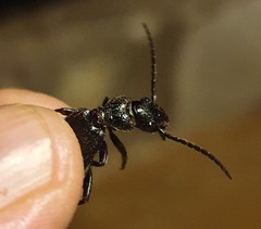 Anthiinae
