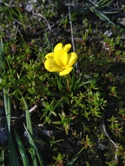 Moraea fugacissima