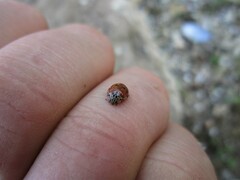 Harmonia quadripunctata