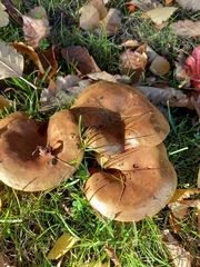 Paxillus involutus