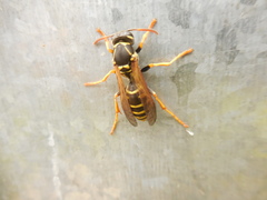Polistes nimpha