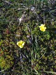 Moraea fugacissima