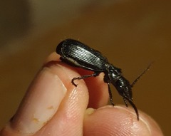 Anthiinae