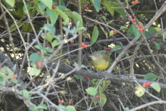 Oporornis agilis