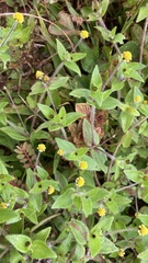 Jaegeria gracilis