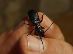 Anthiinae