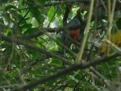 Trogon mesurus