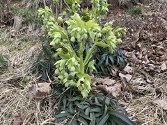 Helleborus foetidus