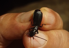 Anthiinae