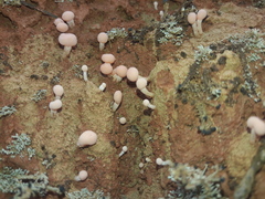 Dibaeis baeomyces image
