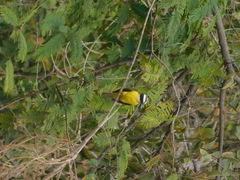 Megarynchus pitangua