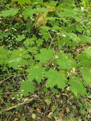 Acer floridanum