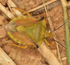 Carpocoris fuscispinus