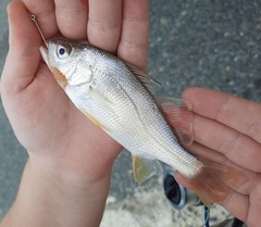 Bairdiella chrysoura
