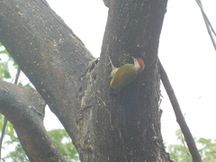 Colaptes rubiginosus